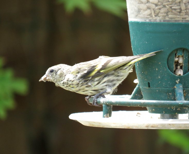 Siskin.JPG