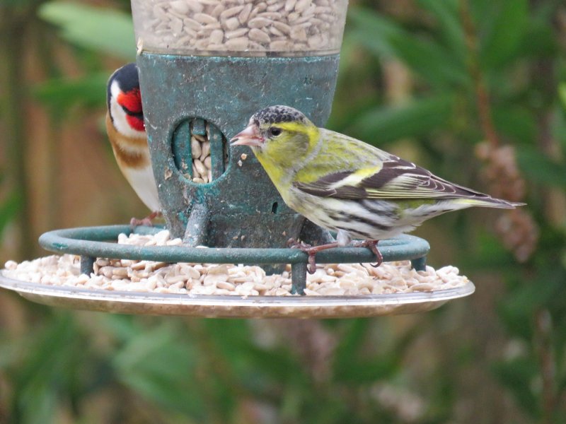 siskin.JPG