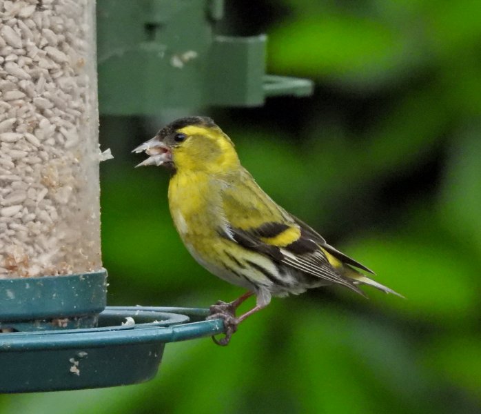 Siskin.JPG