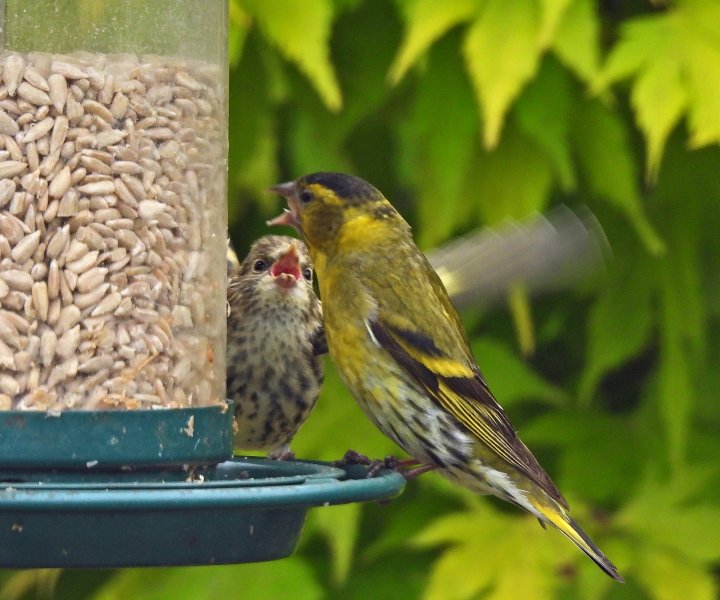 Siskin young 1.JPG