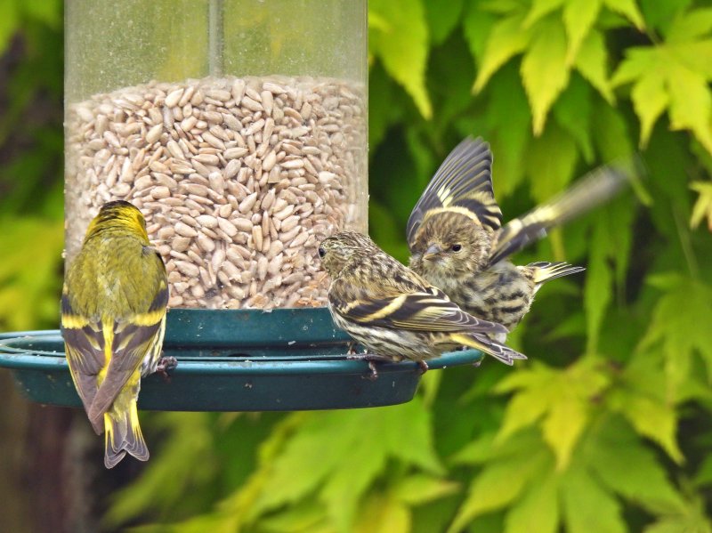 Siskin young 2.JPG