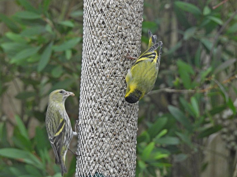 siskins 1.JPG