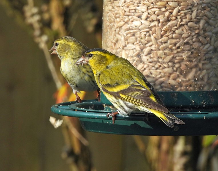 Siskins  (2).JPG