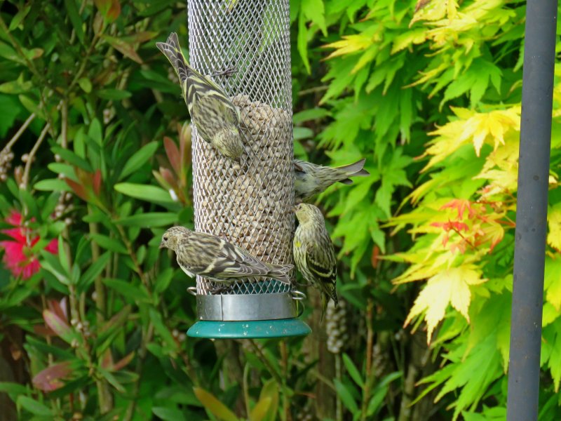 Siskins  - young.JPG