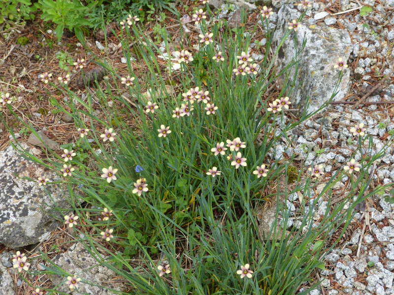 Sisyrhinchium Biscuitella.JPG