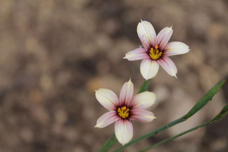 Sisyrinchium (2).JPG