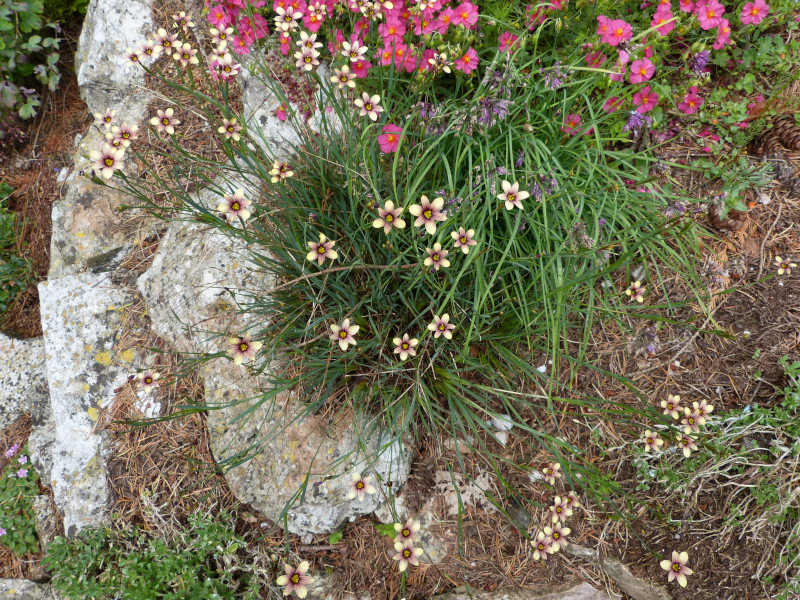 Sisyrinchium Biscuitella.JPG