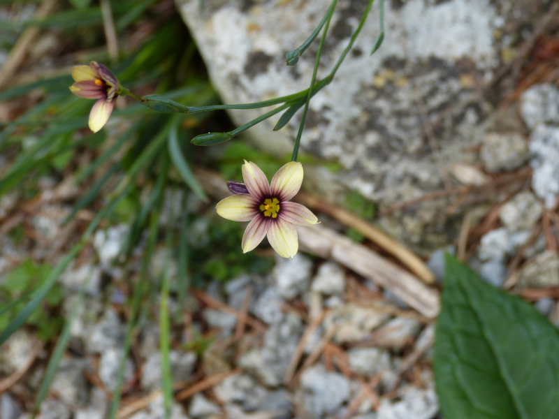 Sisyrinchium  Biscuitella.JPG