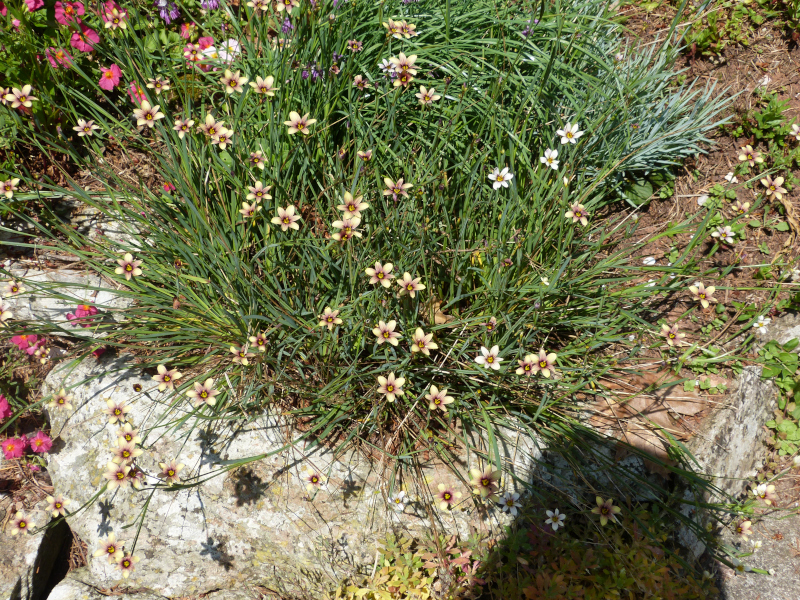 Sisyrinchium biscutella 2.JPG