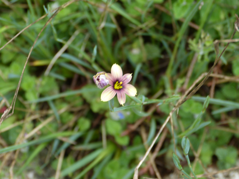 Sisyrinchium biscutella.JPG