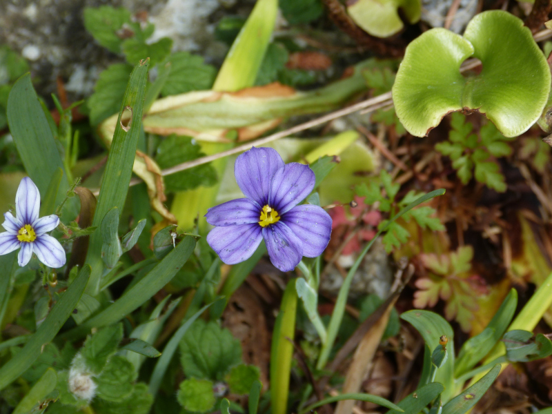 Sisyrinchium Hemswell.JPG
