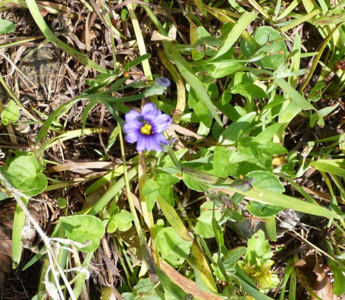Sisyrinchium Hemswell Sky.JPG
