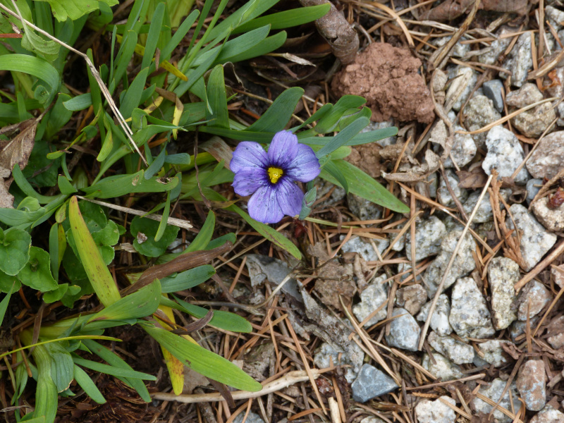 Sisyrinchium Hemswell Sky.JPG