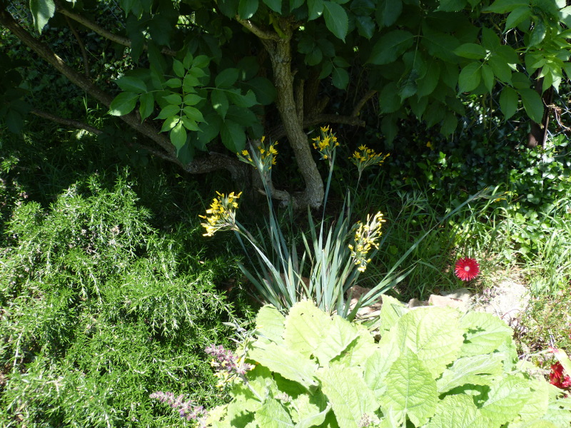 Sisyrinchium palmatum 2017.jpg