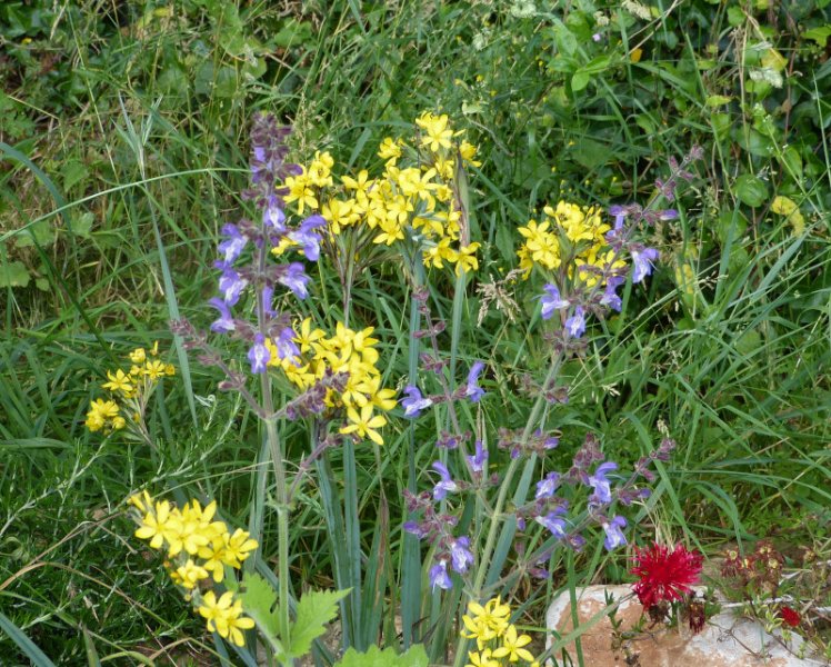 Sisyrinchium palmifolium.JPG
