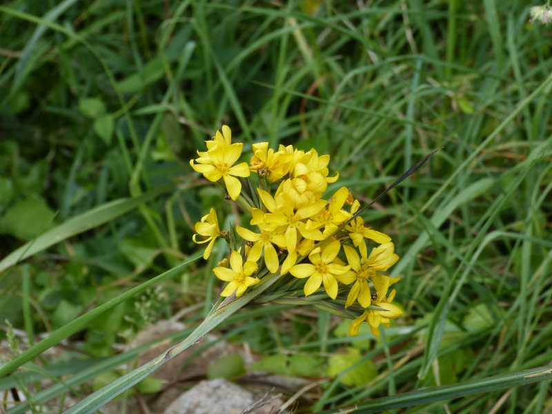 Sisyrinchium palmifolium.JPG