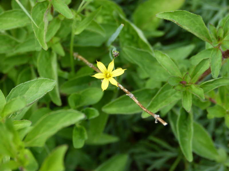 Sisyrinchium patagonicum.JPG