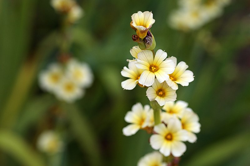 Sisyrinchium striatum.jpg