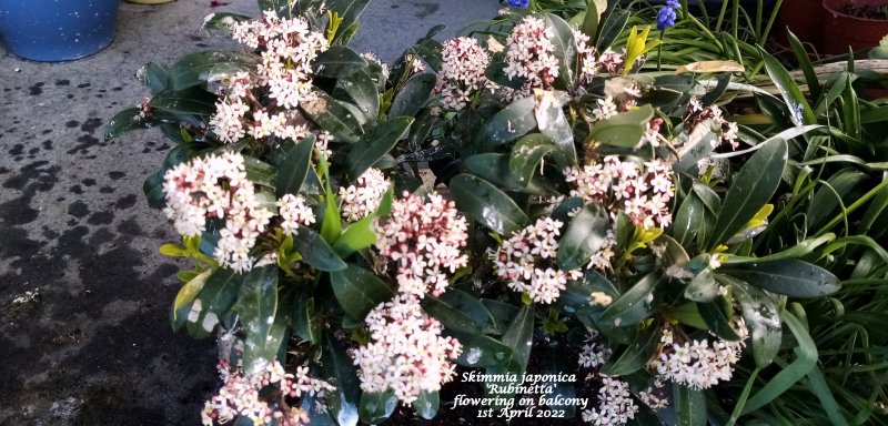 Skimmia japonica 'Rubinetta' flowering on balcony 1st April 2022.jpg