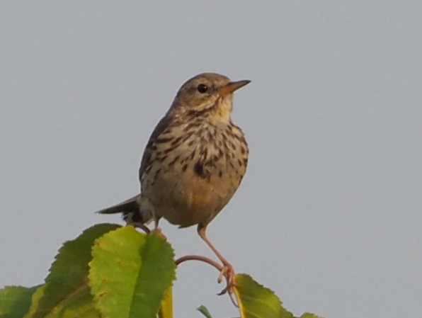 skylark20.07.18.jpg