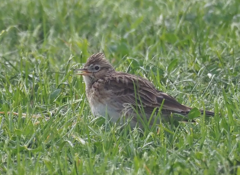skylarkJWgrass.jpg