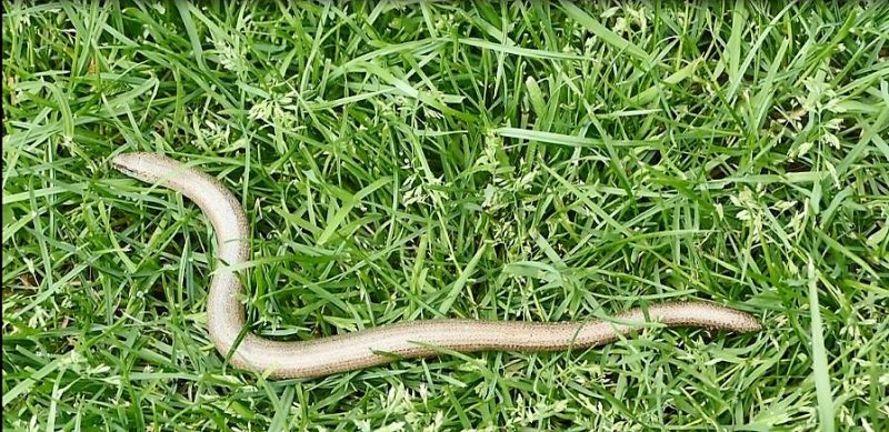 Sloworm3.JPG