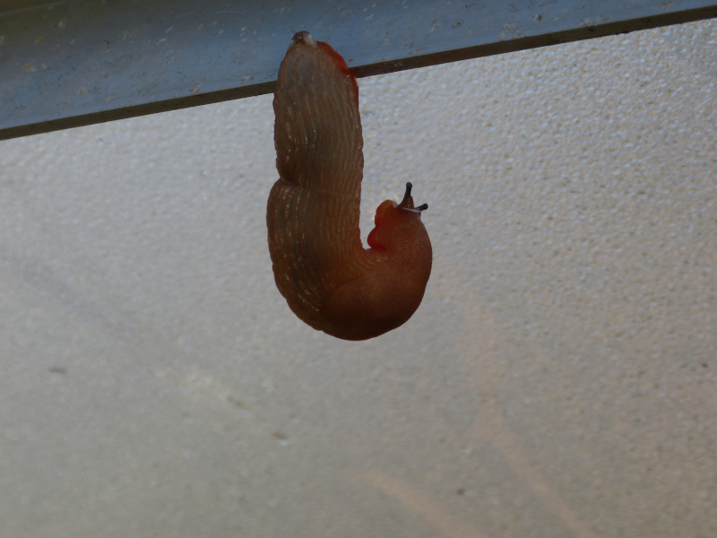 Slug gymnast.JPG