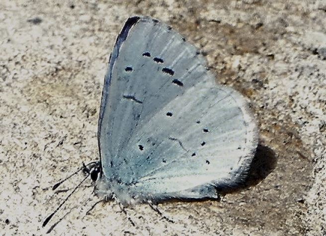 Small Blue.JPG