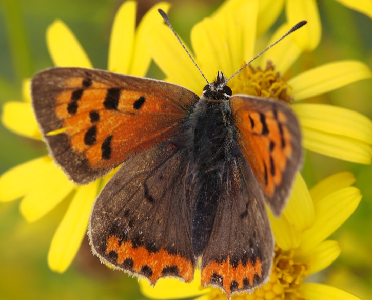 Small Copper 2.9.15.jpg