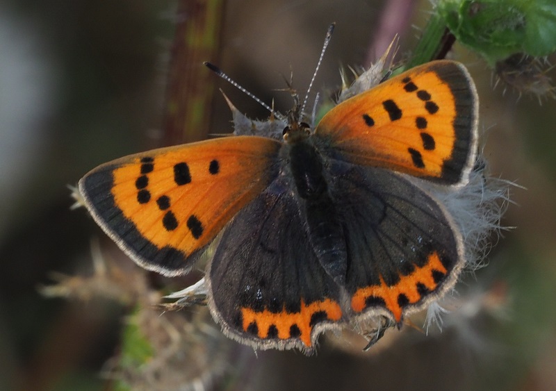small copper 2019A.jpg