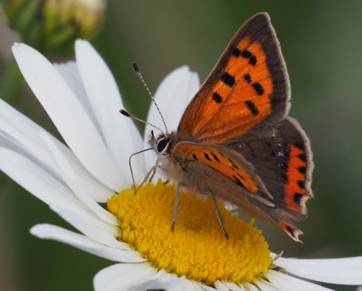 small copper2020A.jpg