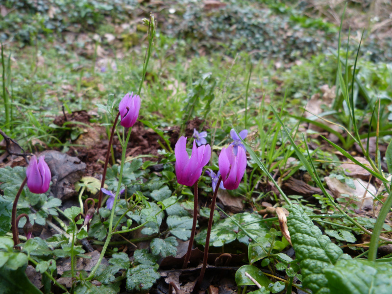 Small cyclamen 2.JPG