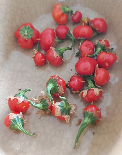 Small Habs 1 2000.jpg