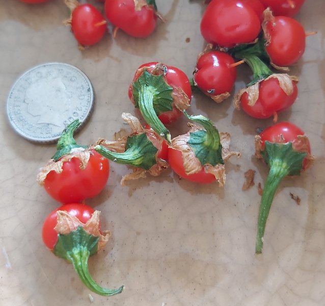 Small Habs 2 2000.jpg