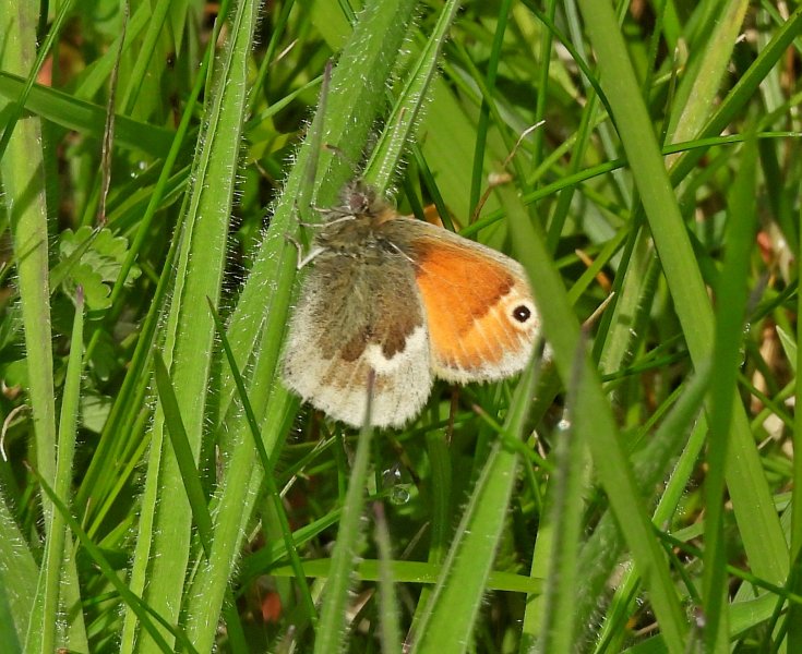 Small Heath 1.JPG