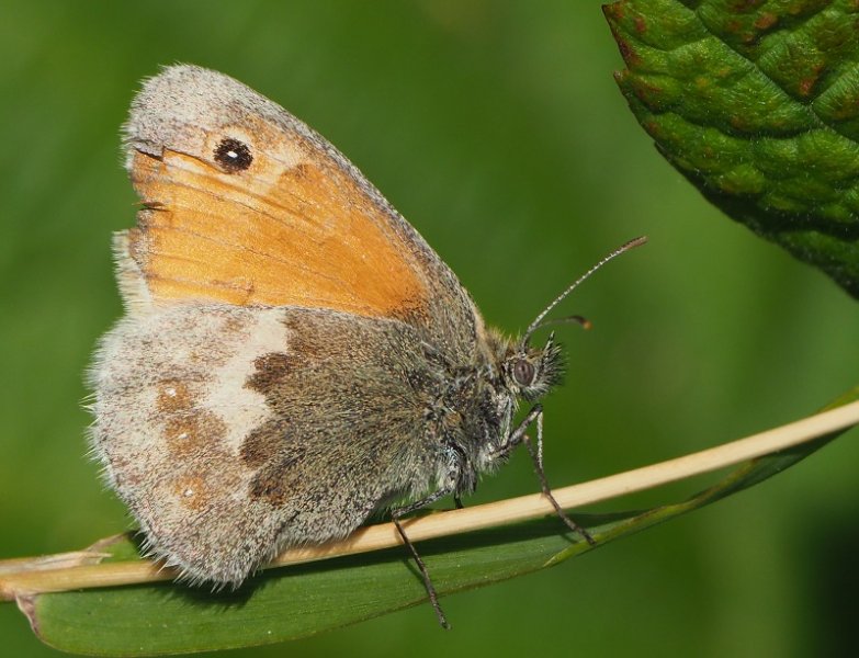 Small Heath 2019.jpg