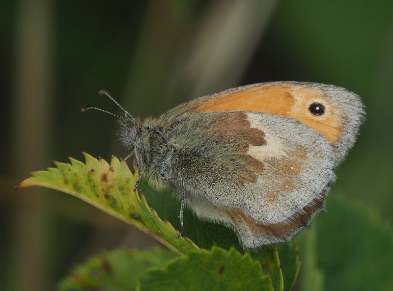 small heath 2019B.jpg