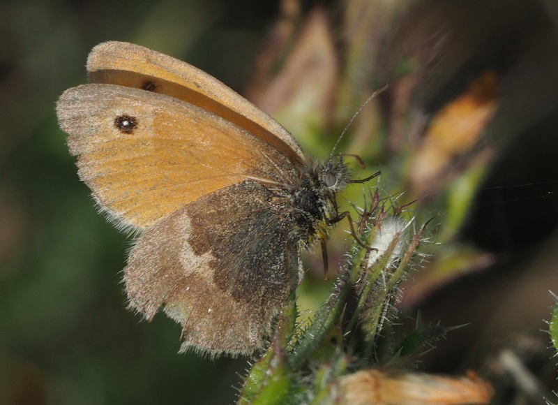 small heath 2019C.jpg