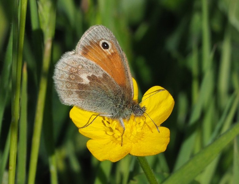 small heath 2020D.jpg