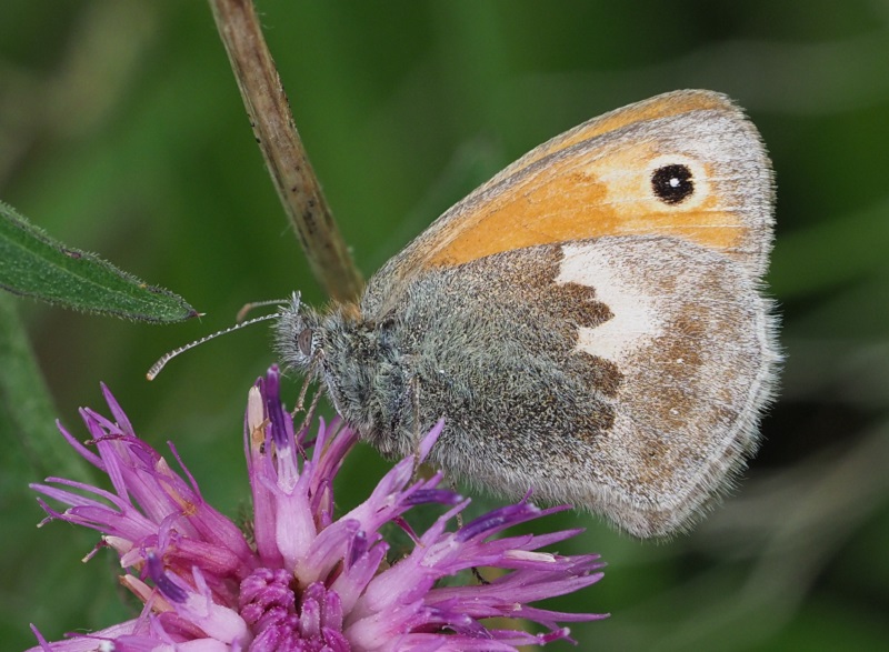 small heath 2020F.jpg