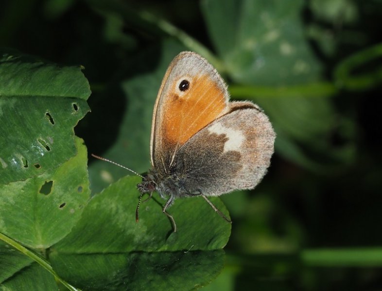 small heath.jpg