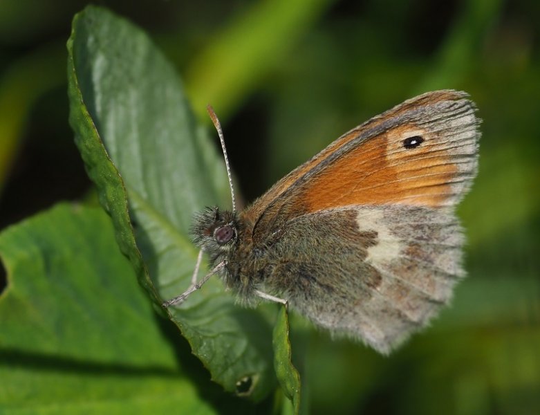 small heathJW2020A.jpg