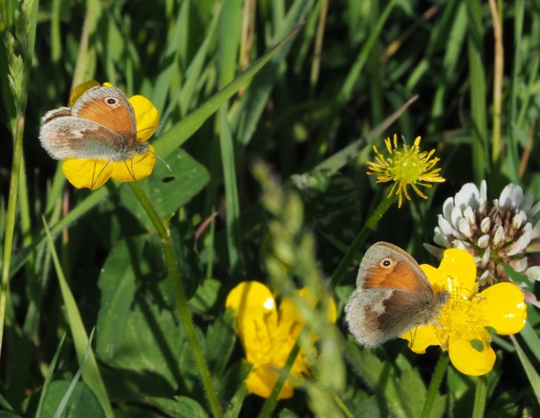 small heaths 2020E.jpg