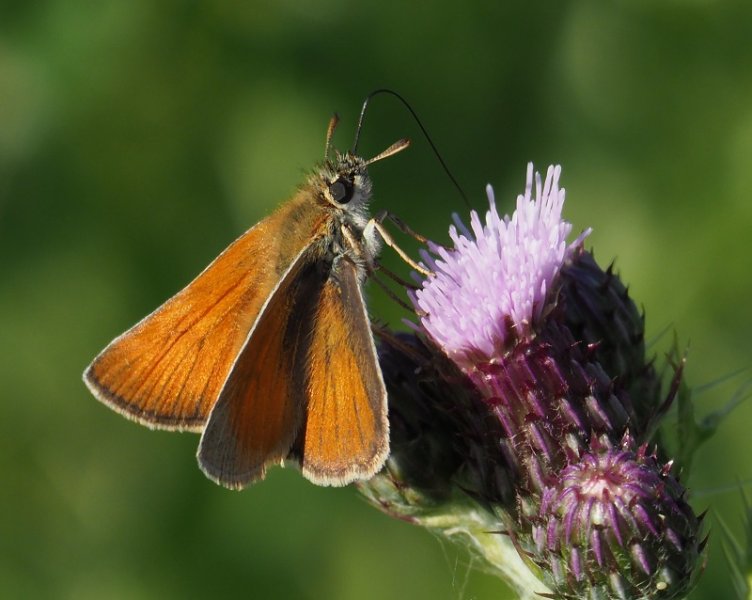 small skipper 2019.jpg