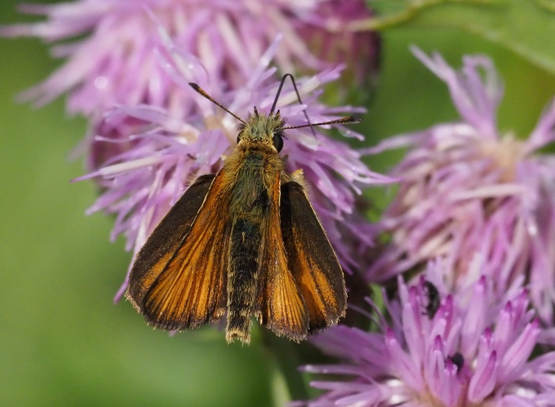small skipper 2019D.jpg