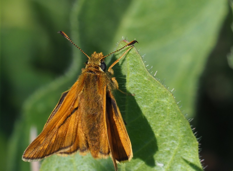 small skipper 2020A.jpg