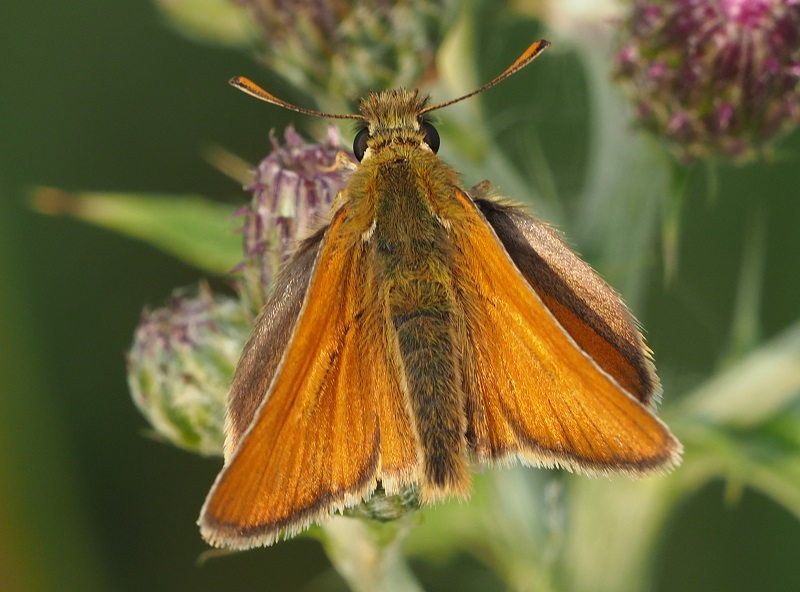 Small Skipper2019C.jpg