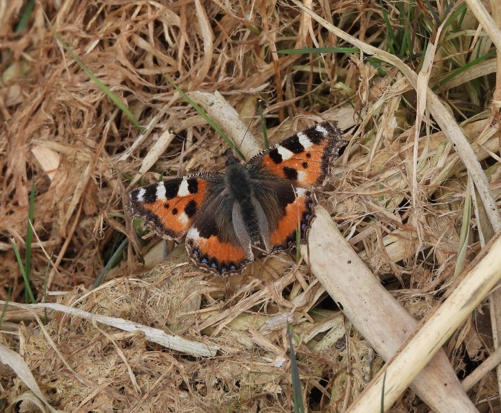 Small Tortoiseshell (3).JPG