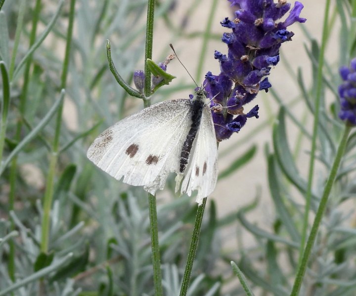 Small White 1.JPG