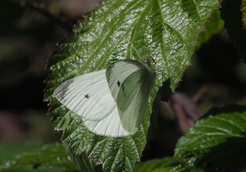 small white 2020.jpg